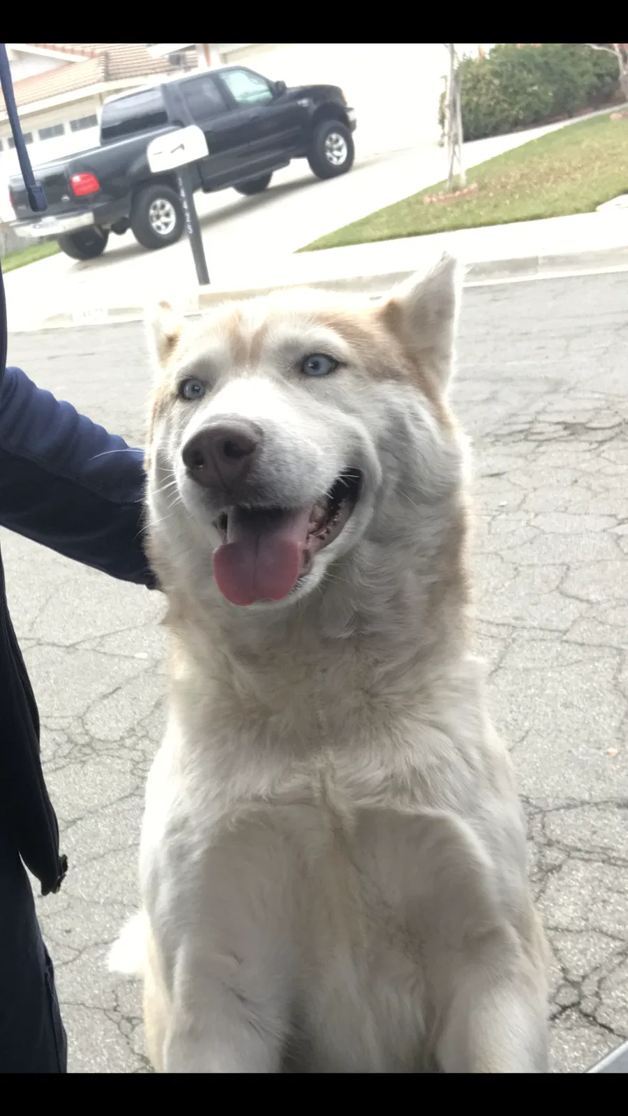 Lost dog in Moreno Valley, CA, 92553