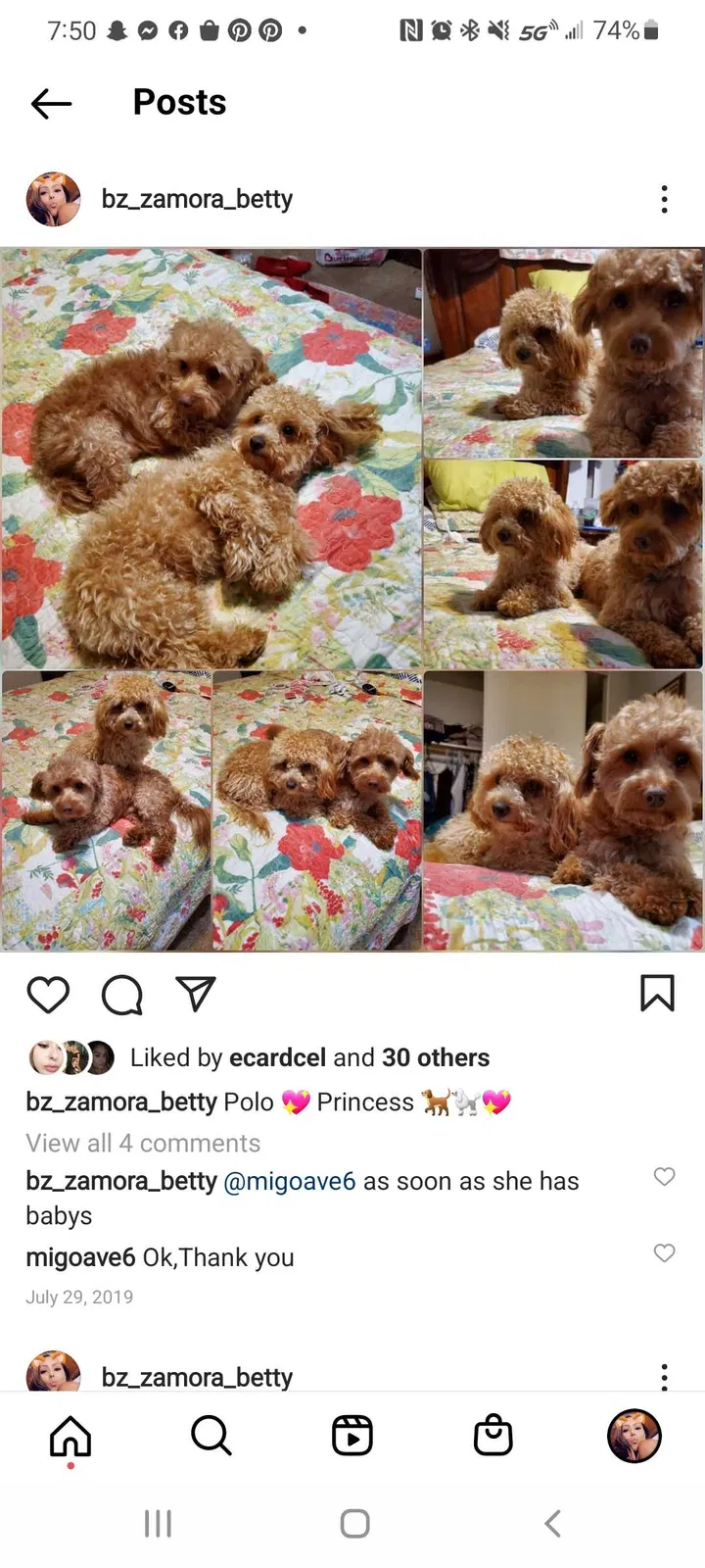 Lost dog in Sun City, CA, 92585