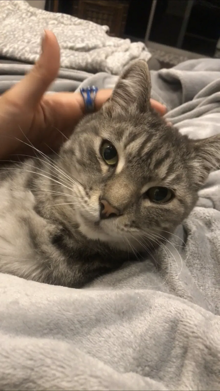Lost cat in Trabuco Canyon, CA, 92679