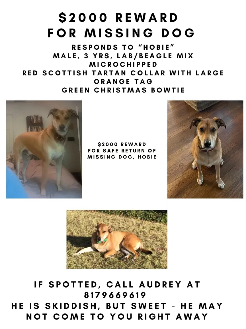 Lost dog in Dallas, TX, 75214