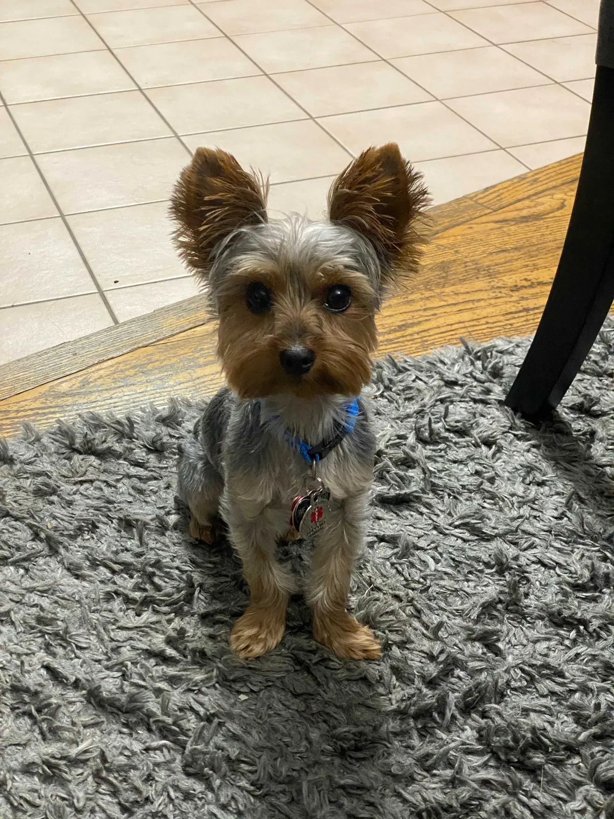 Lost dog in Dorchester, MA, 2125