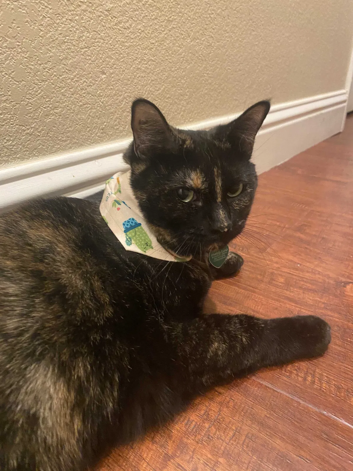 Lost cat in Rancho Cordova, CA, 95670
