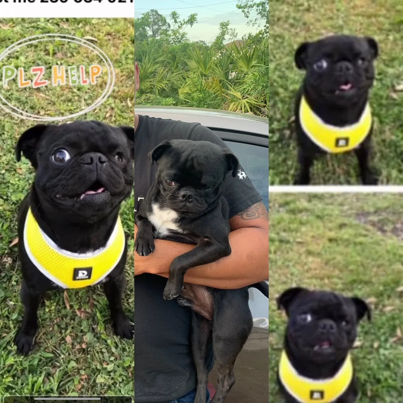 Lost dog in Lehigh Acres, FL, 33976