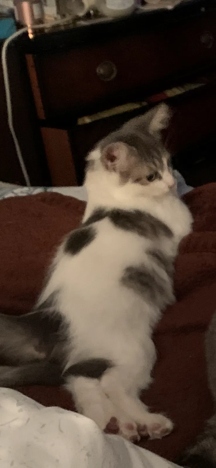 Lost cat in Lake Forest, CA, 92630