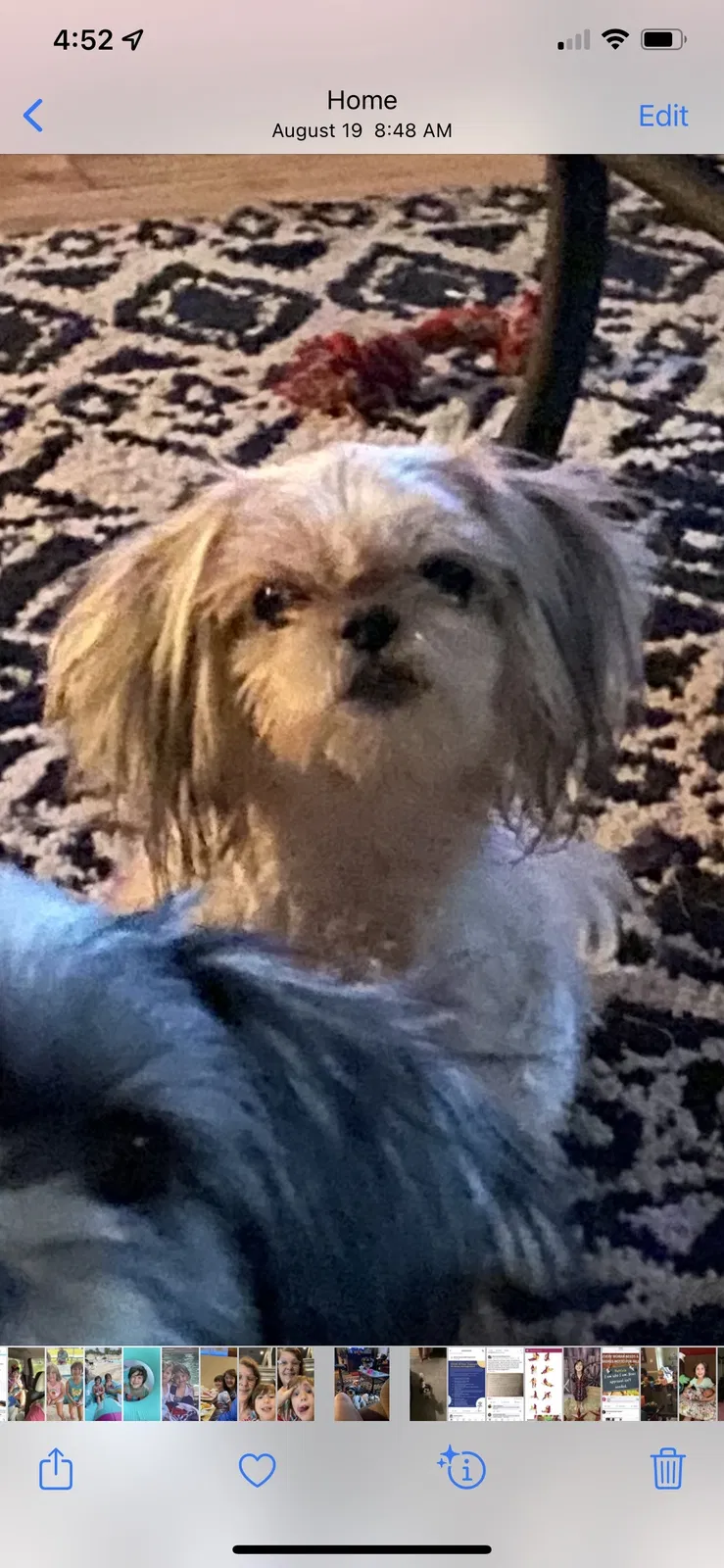 Lost dog in Lafayette, LA, 70507