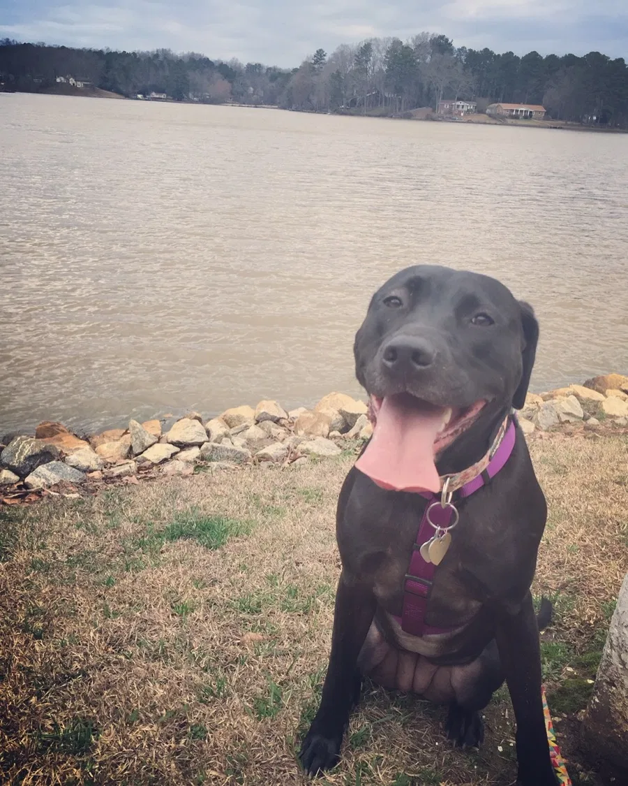 Lost dog in Covington, GA, 30016
