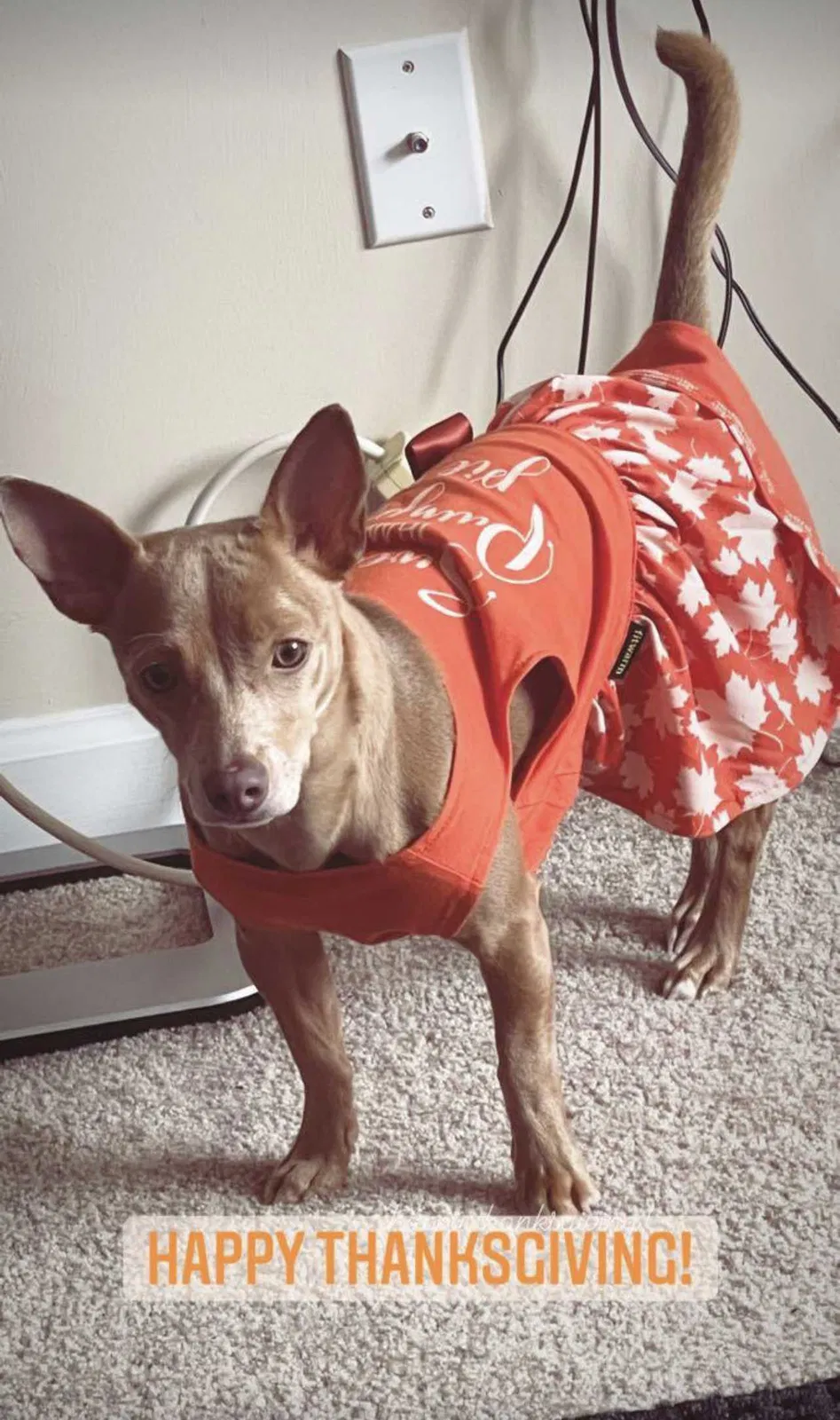 Lost dog in Greensboro, NC, 27407