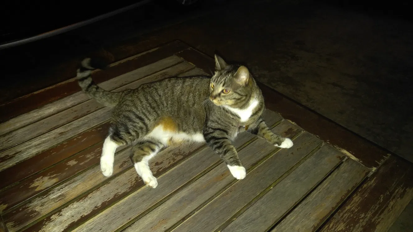 Lost cat in Lexington, KY, 40504