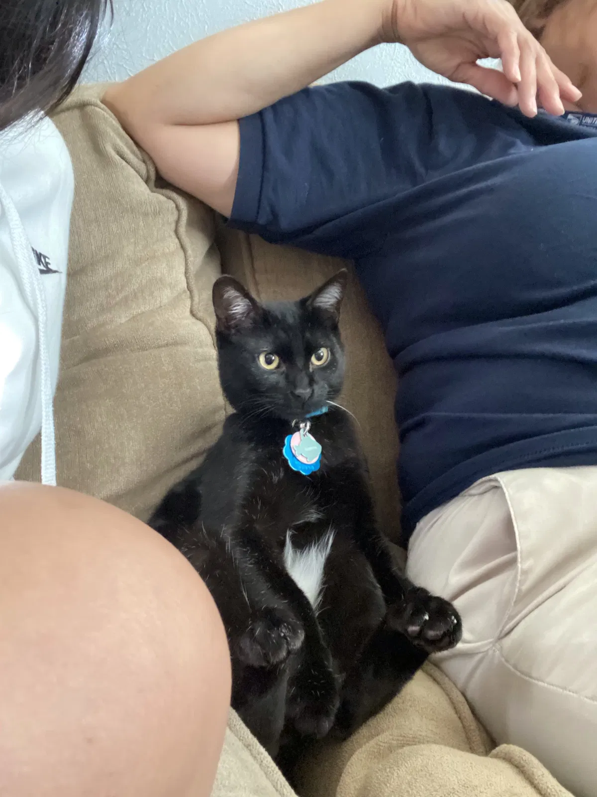 Lost cat in Fort Worth, TX, 76137