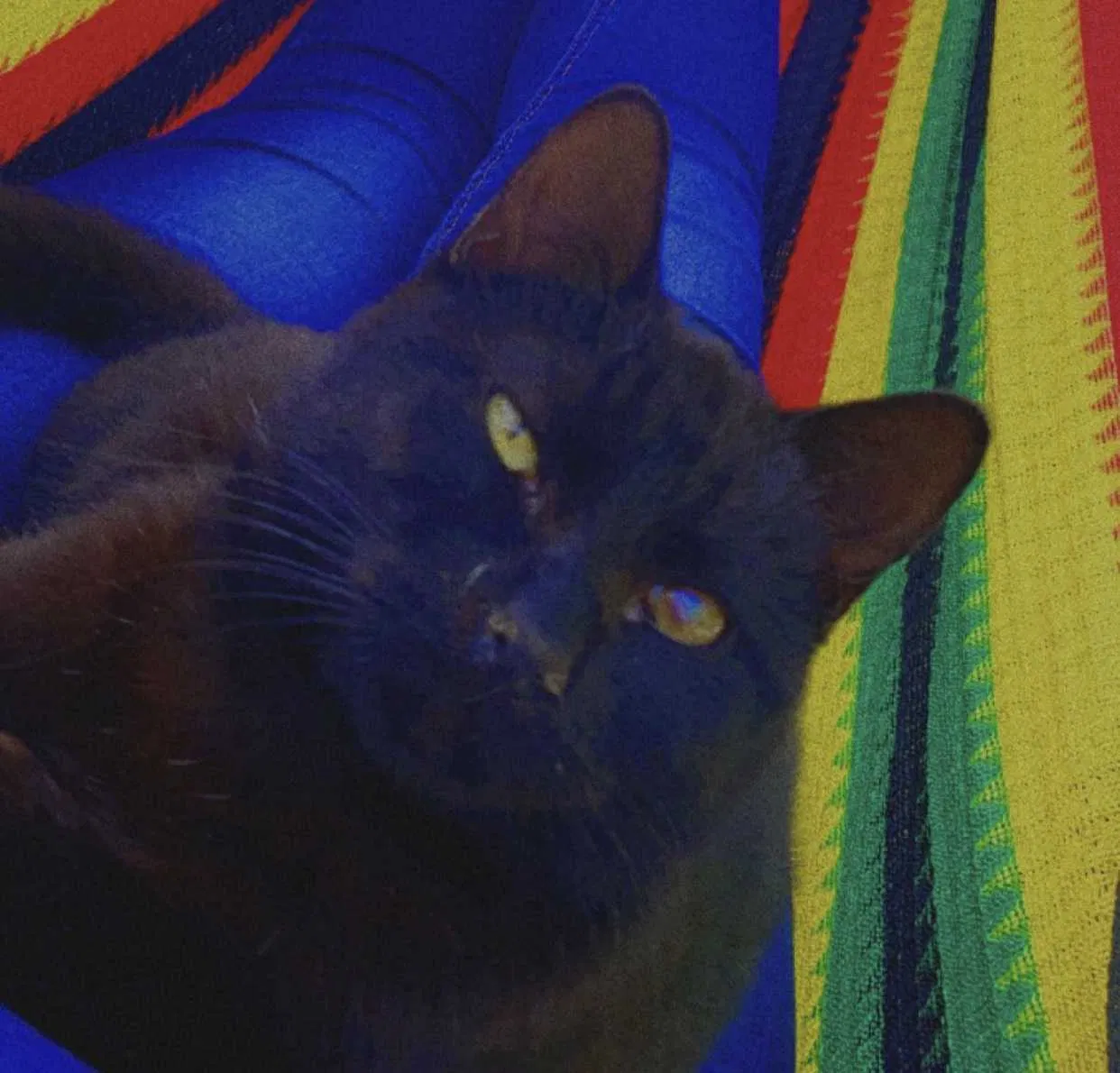 Lost cat in Wilmer, TX, 75172