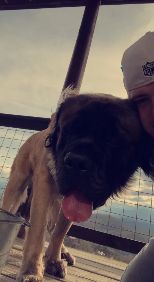 Lost dog in Sevierville, TN, 37876