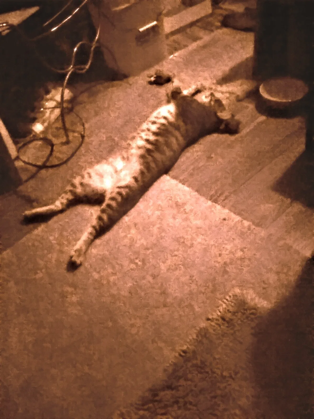 Lost cat in Lancaster, OH, 43130