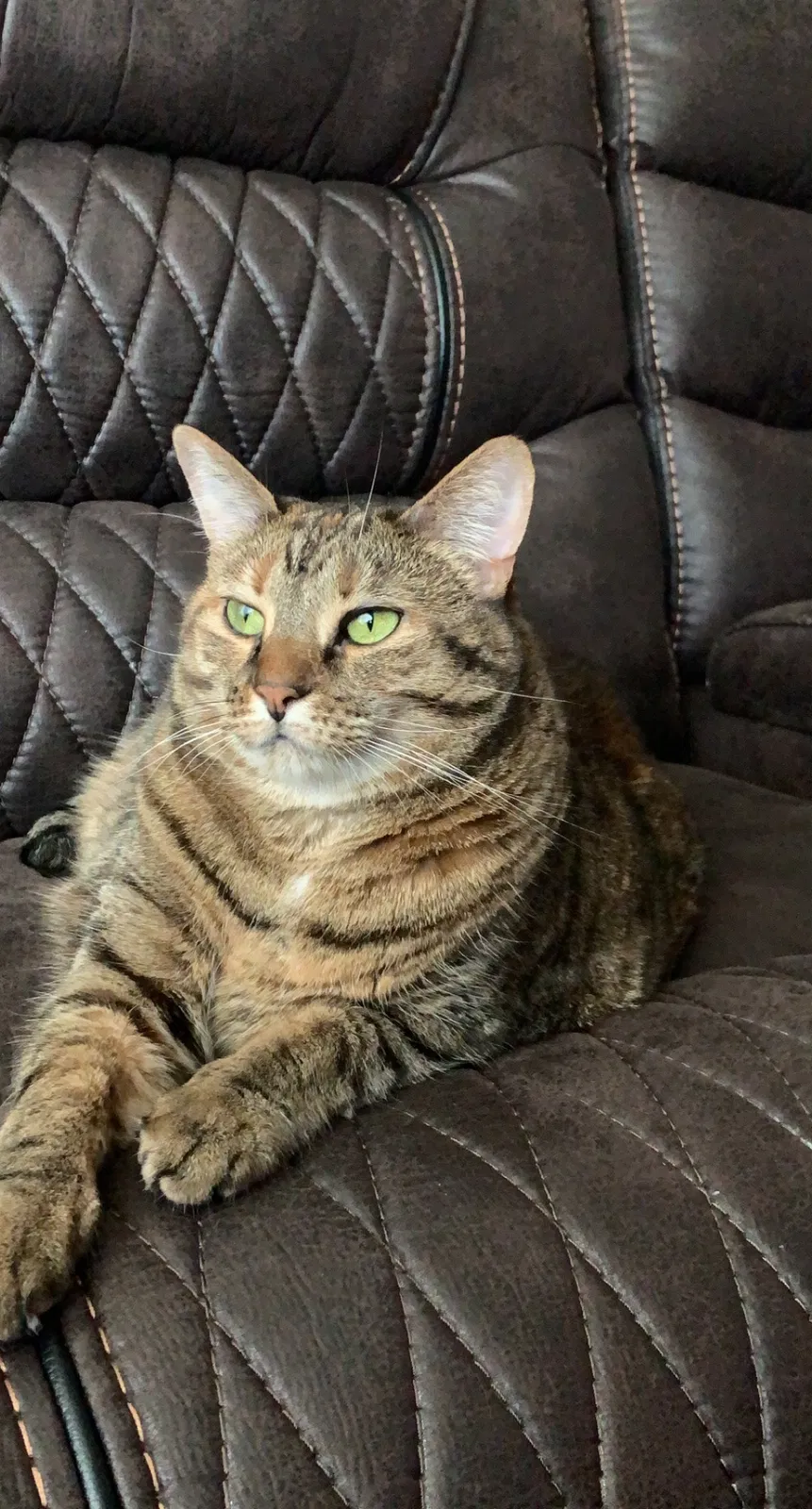 Lost cat in Port Orange, FL, 32127