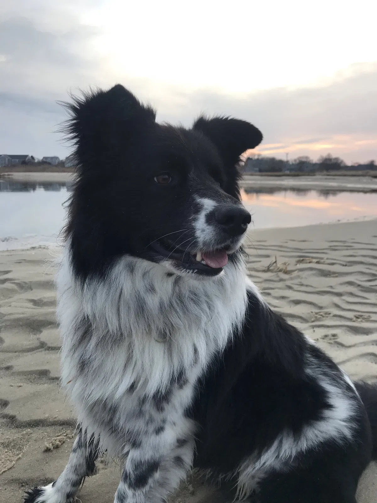 Lost dog in Boston, MA, 2116