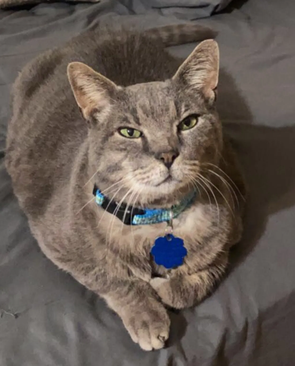 Lost cat in Harlingen, TX, 78550