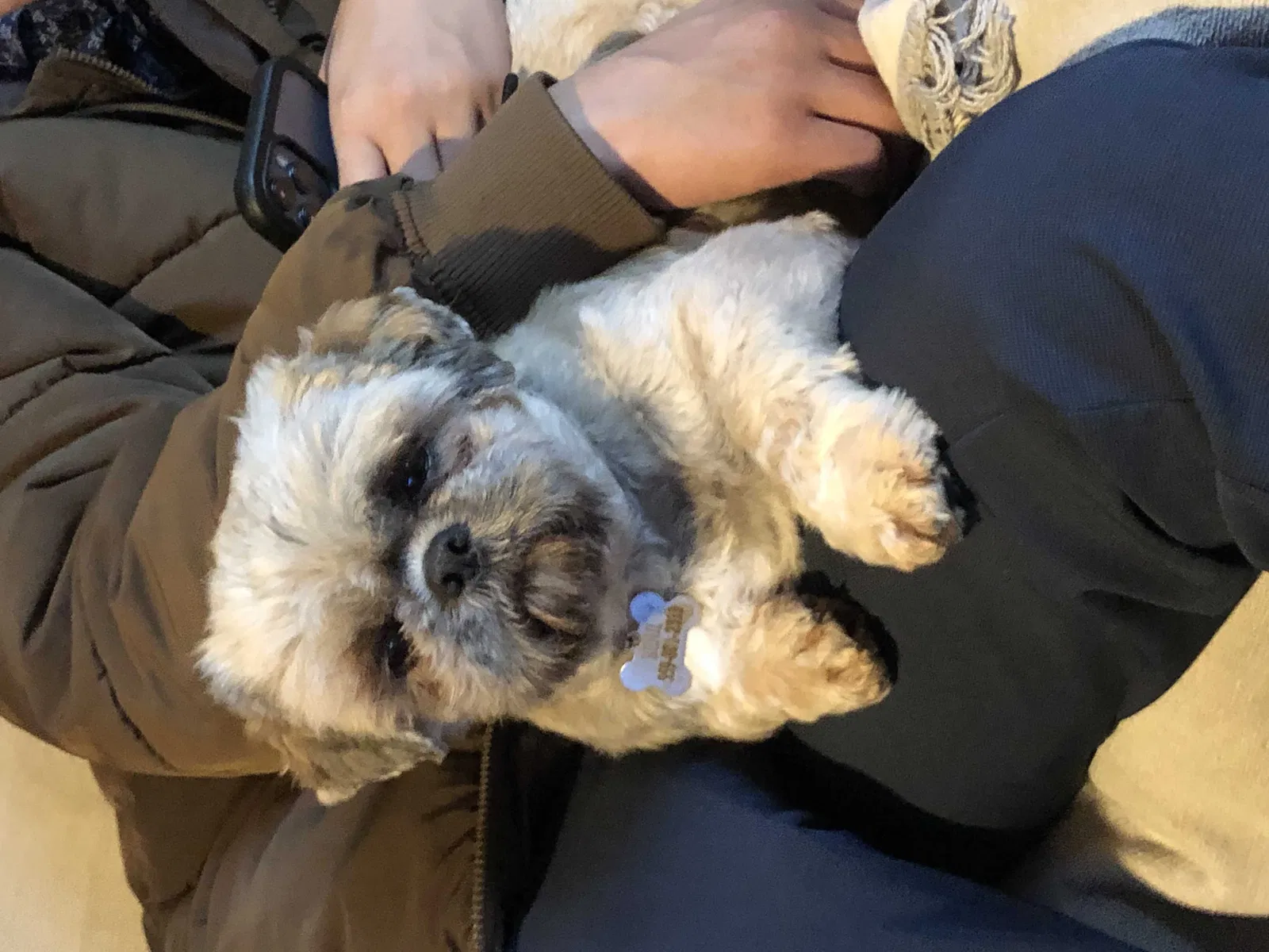 Lost dog in Fresno, CA, 93705