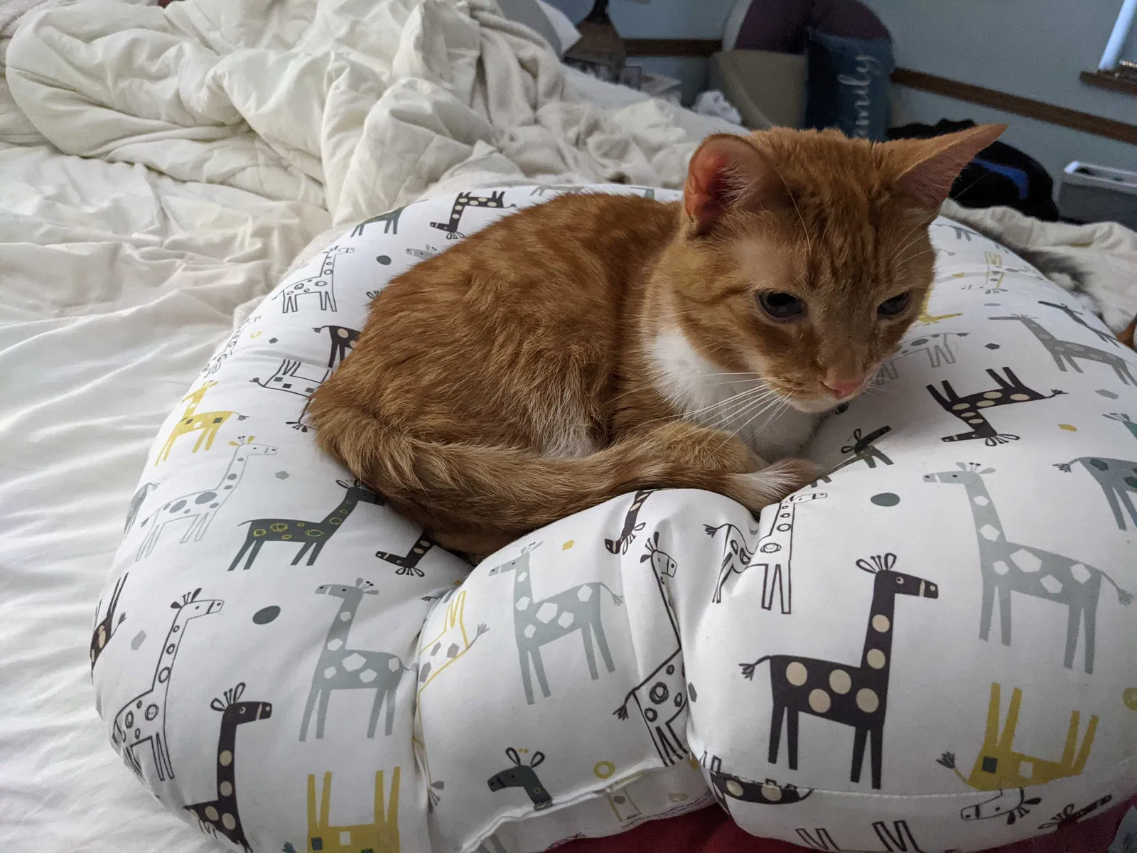 Lost cat in Brookfield, WI, 53045