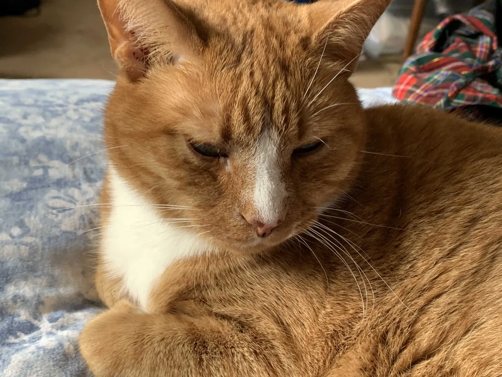Lost cat in Lansdale, PA, 19446