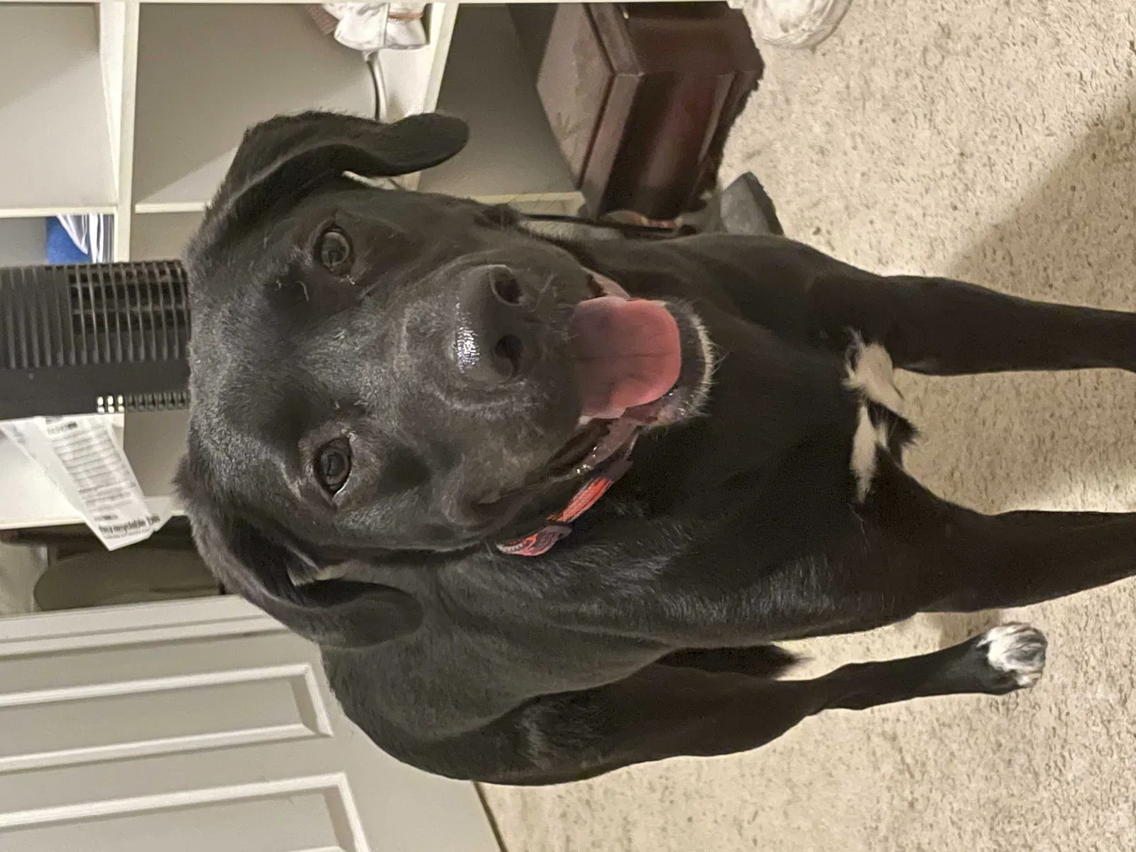 Lost dog in Laredo, TX, 78041