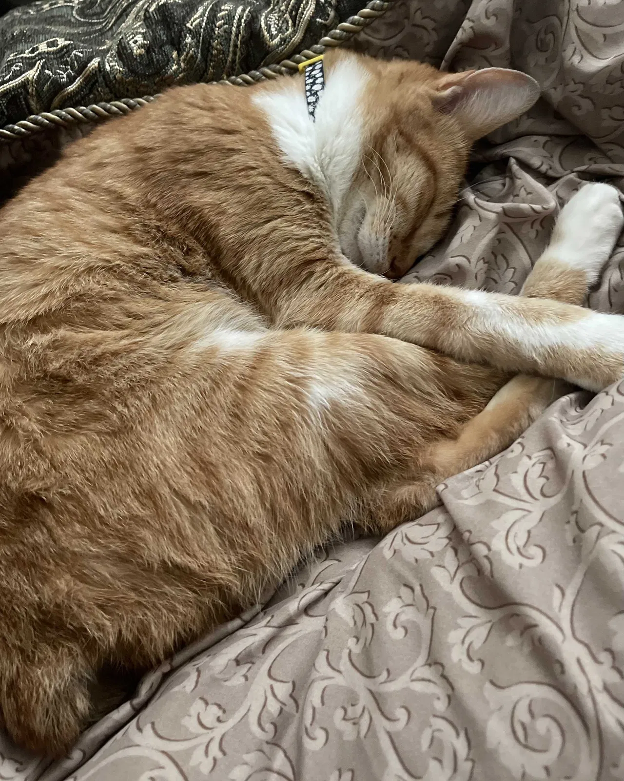 Lost cat in Katy, TX, 77494