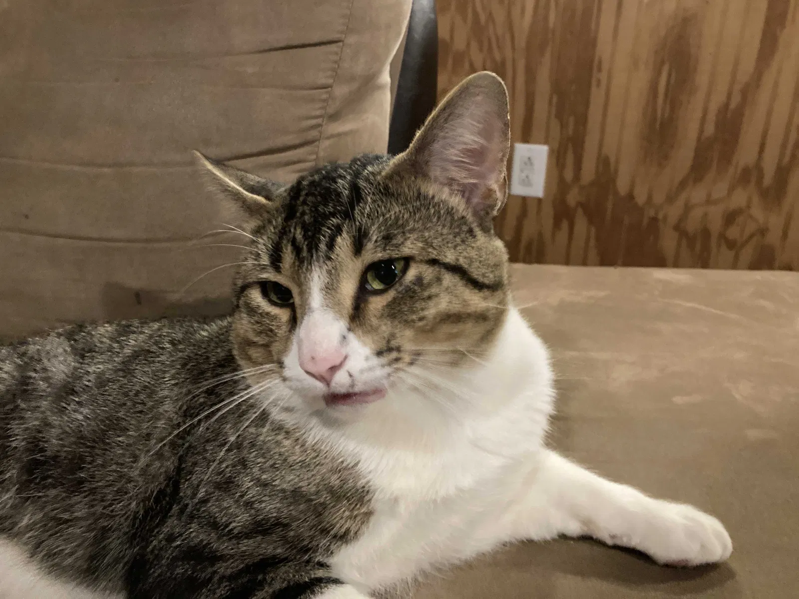 Lost cat in Hempstead, TX, 77445