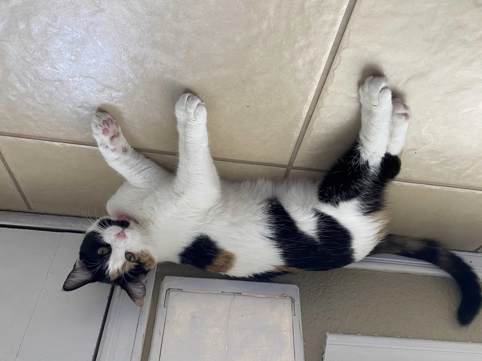 Lost cat in El Paso, TX, 79912