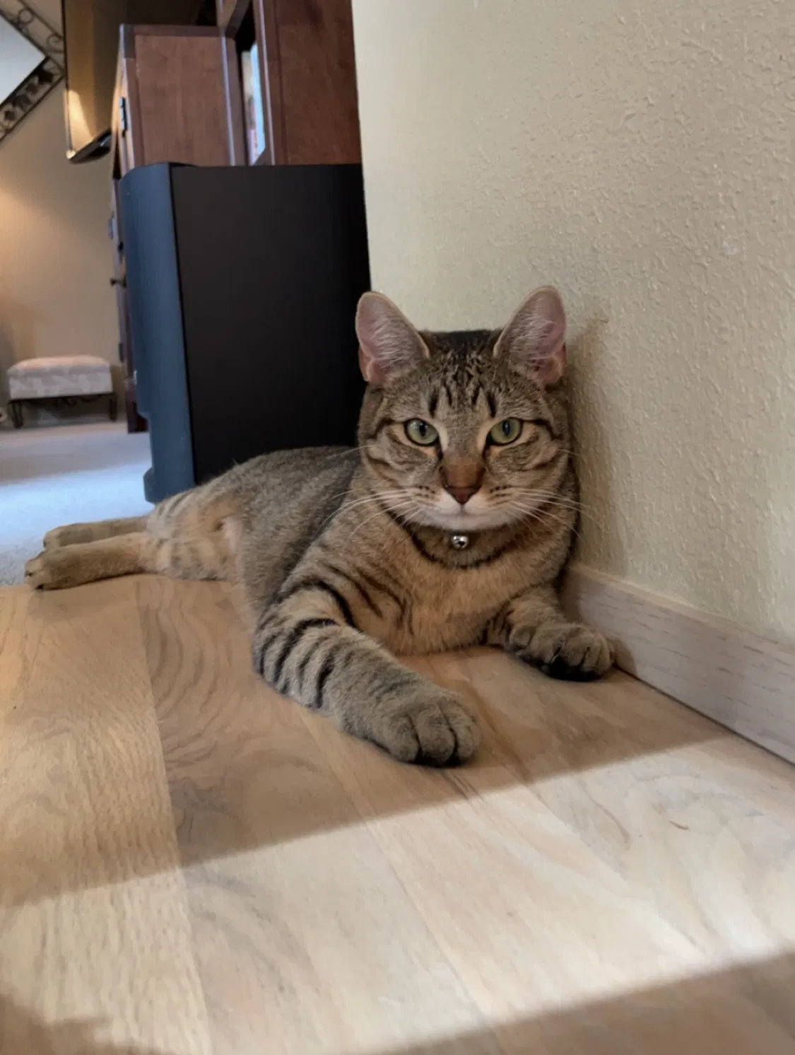 Lost cat in Federal Way, WA, 98023