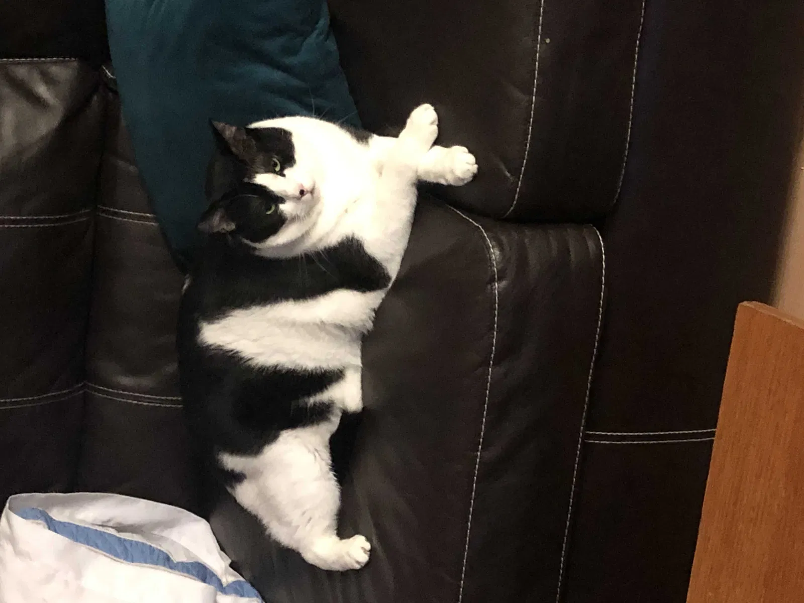 Lost cat in Corpus Christi, TX, 78414