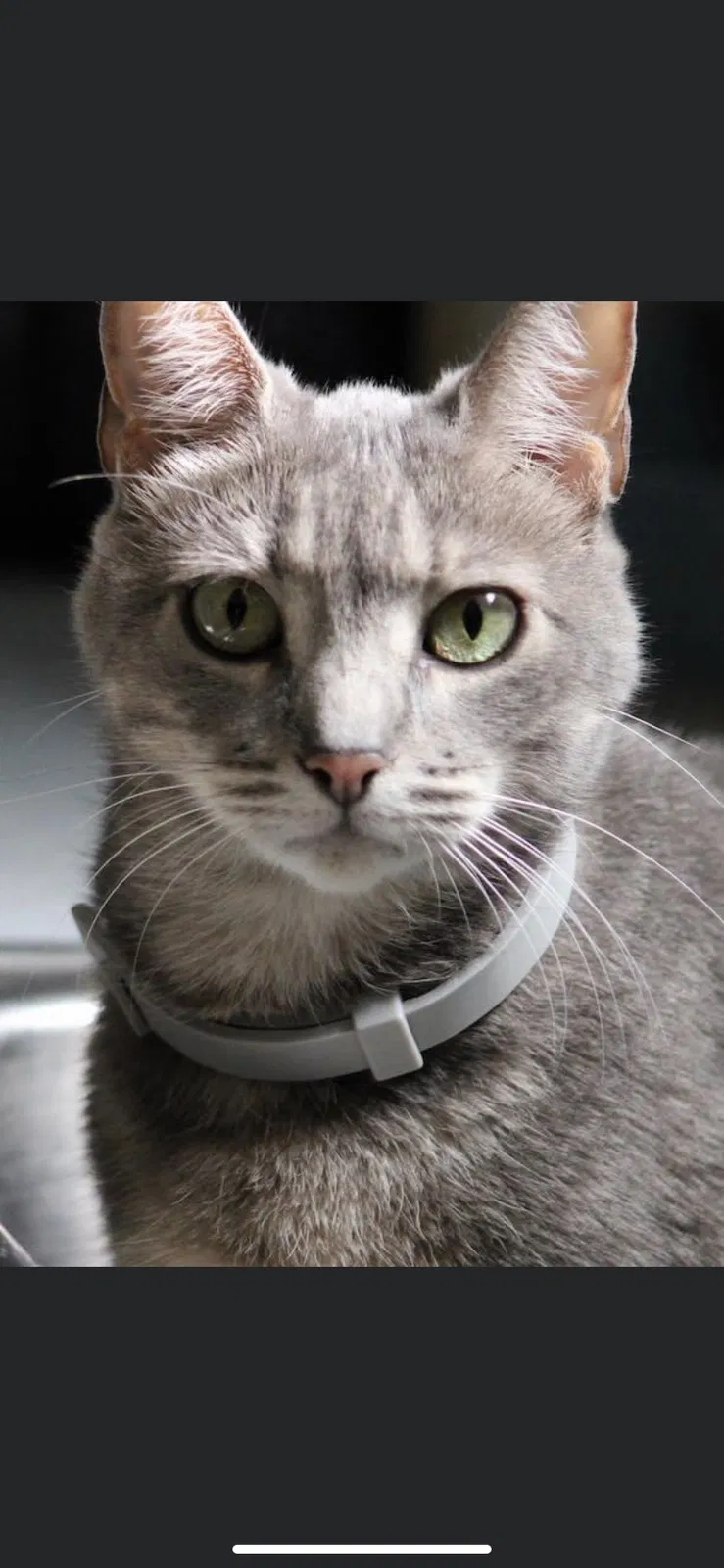 Lost cat in Pensacola, FL, 32514