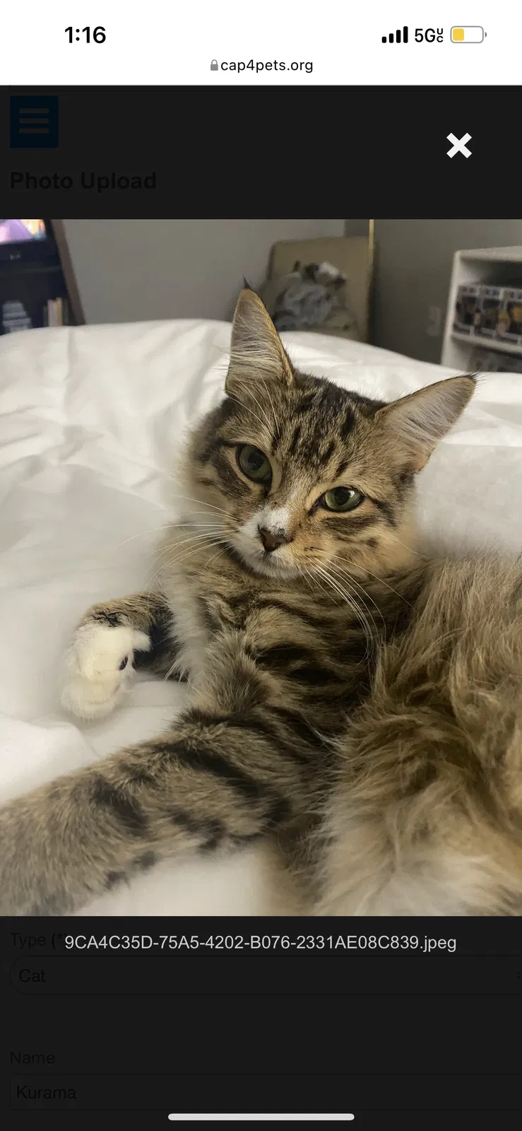 Lost cat in Houston, TX, 77042