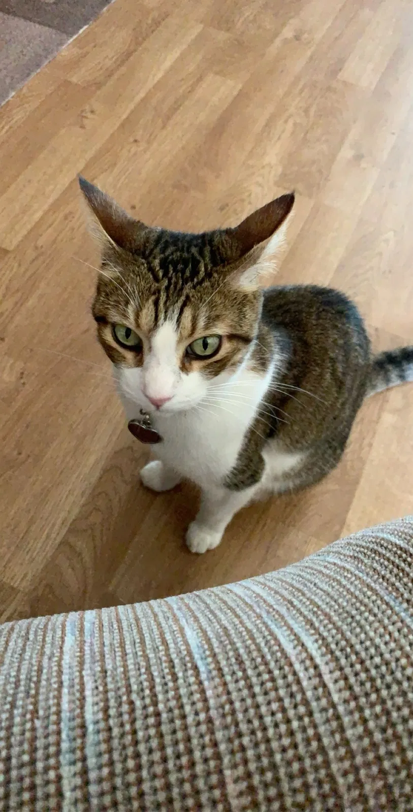 Lost cat in Queen Creek, AZ, 85142