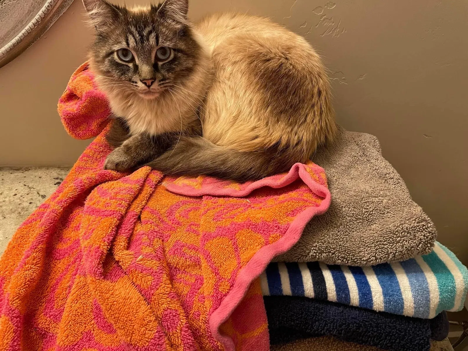 Lost cat in Lehi, UT, 84043