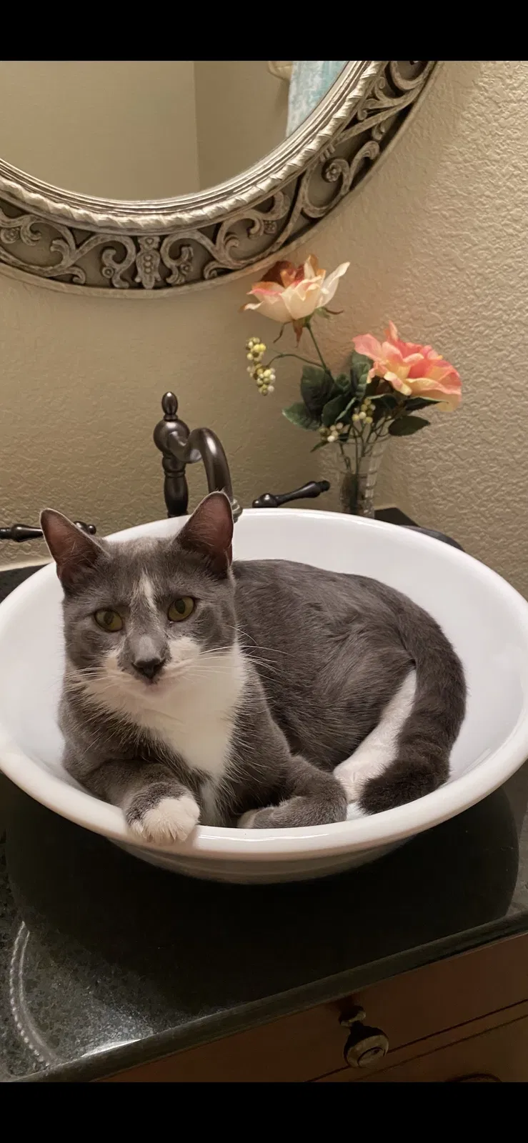 Lost cat in Cape Coral, FL, 33991