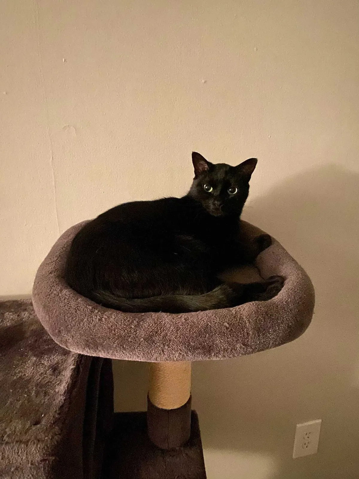 Lost cat in Richmond, VA, 23227