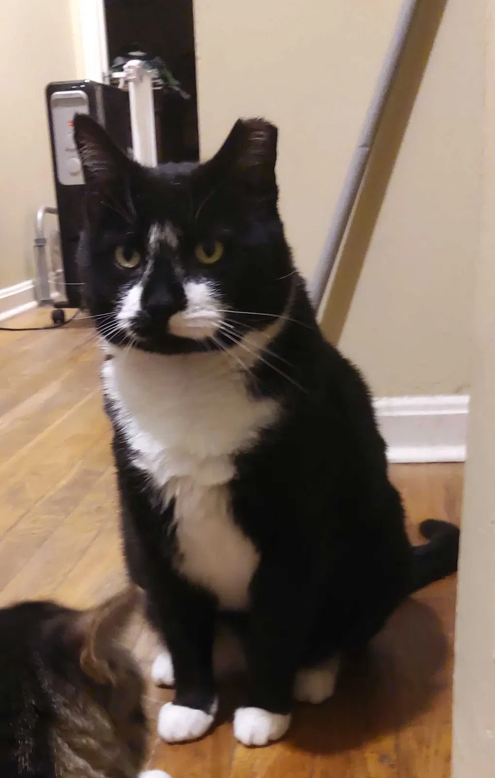 Lost cat in Silver Spring, MD, 20904