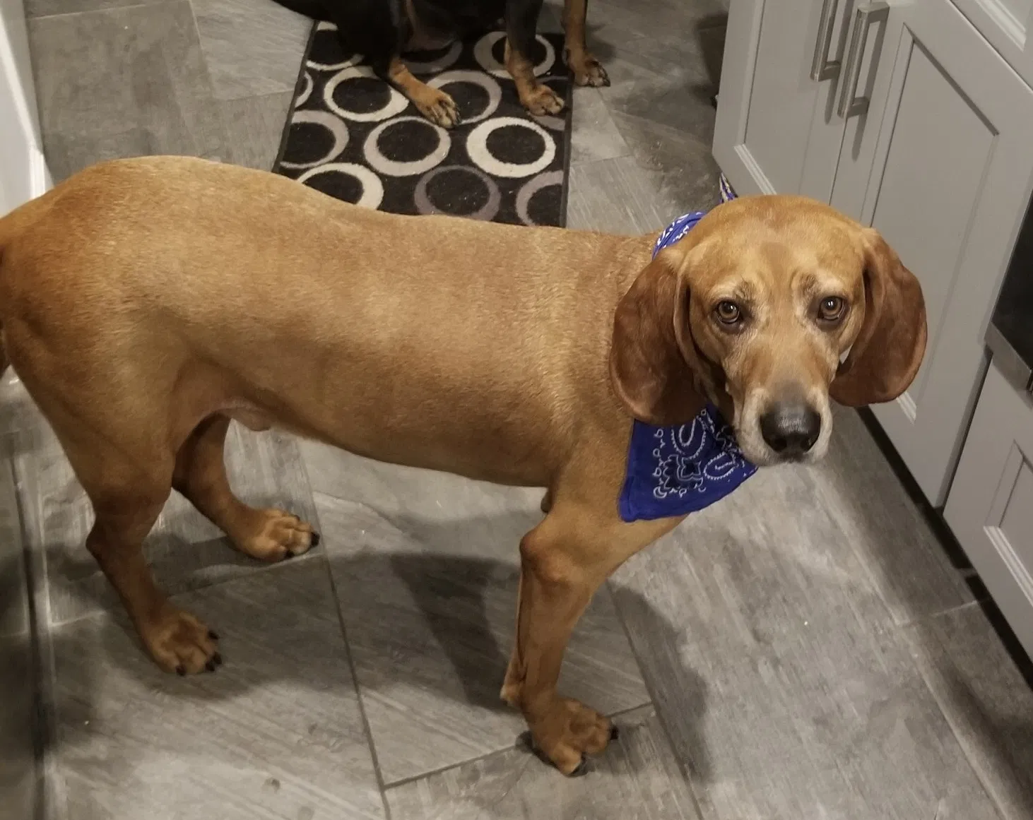 Lost dog in Siler City, NC, 27344