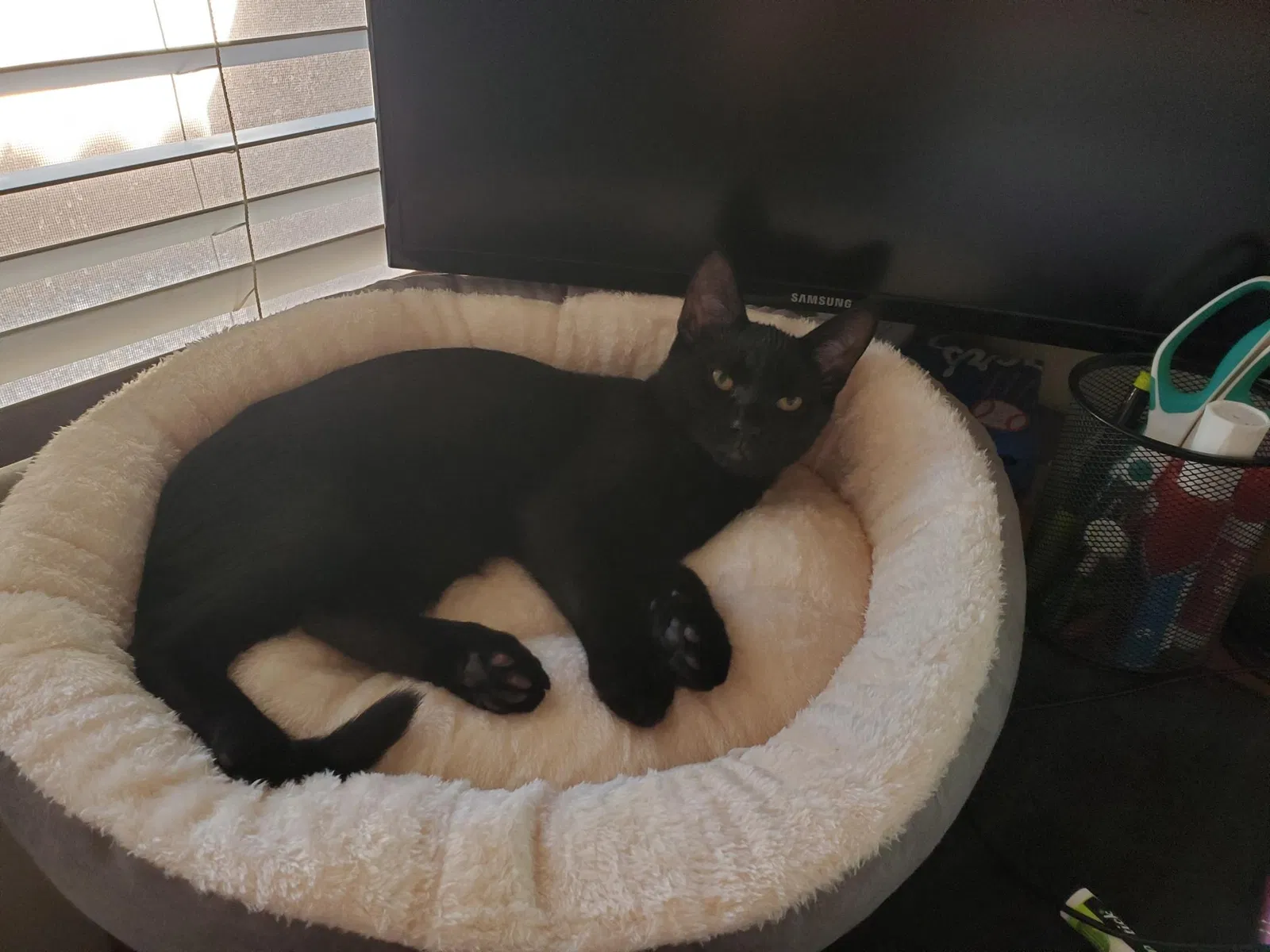 Lost cat in Gilbert, AZ, 85297