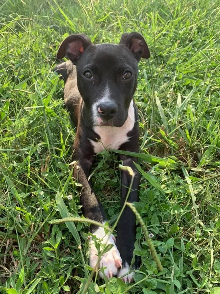Lost dog in Richmond, TX, 77469