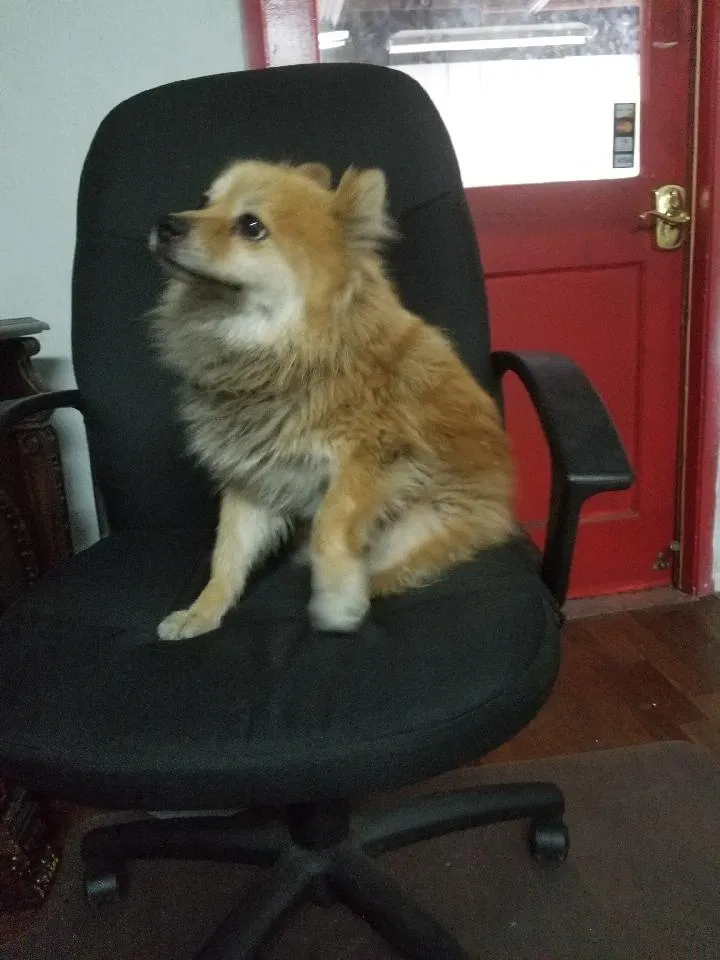 Lost dog in Gardena, CA, 90247