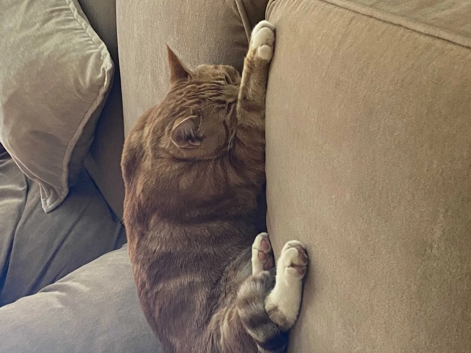 Lost cat in Santee, CA, 92071