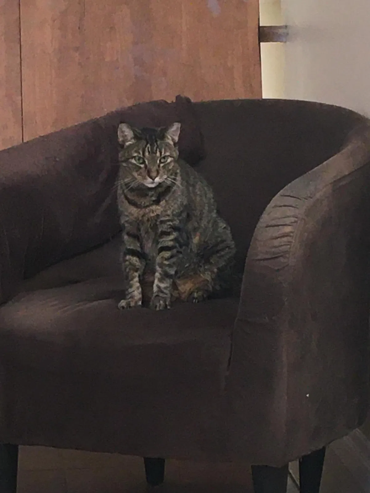 Lost cat in North Las Vegas, NV, 89081