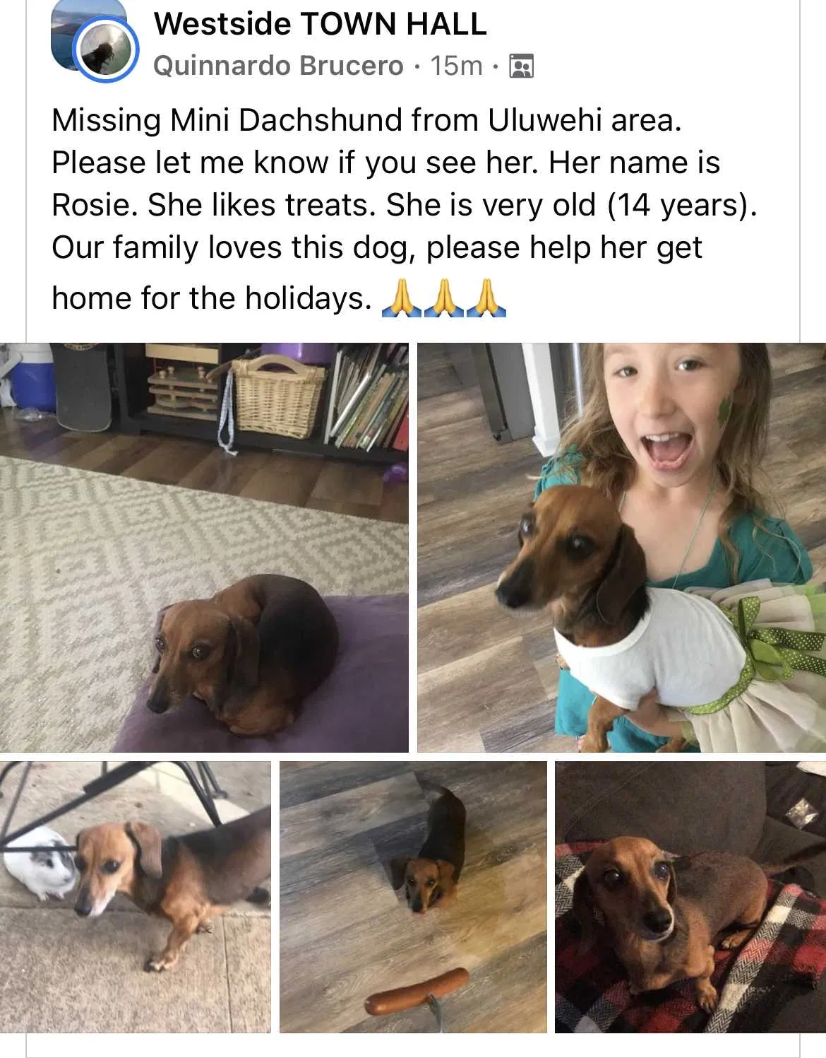 Lost dog in Waianae, HI, 96792