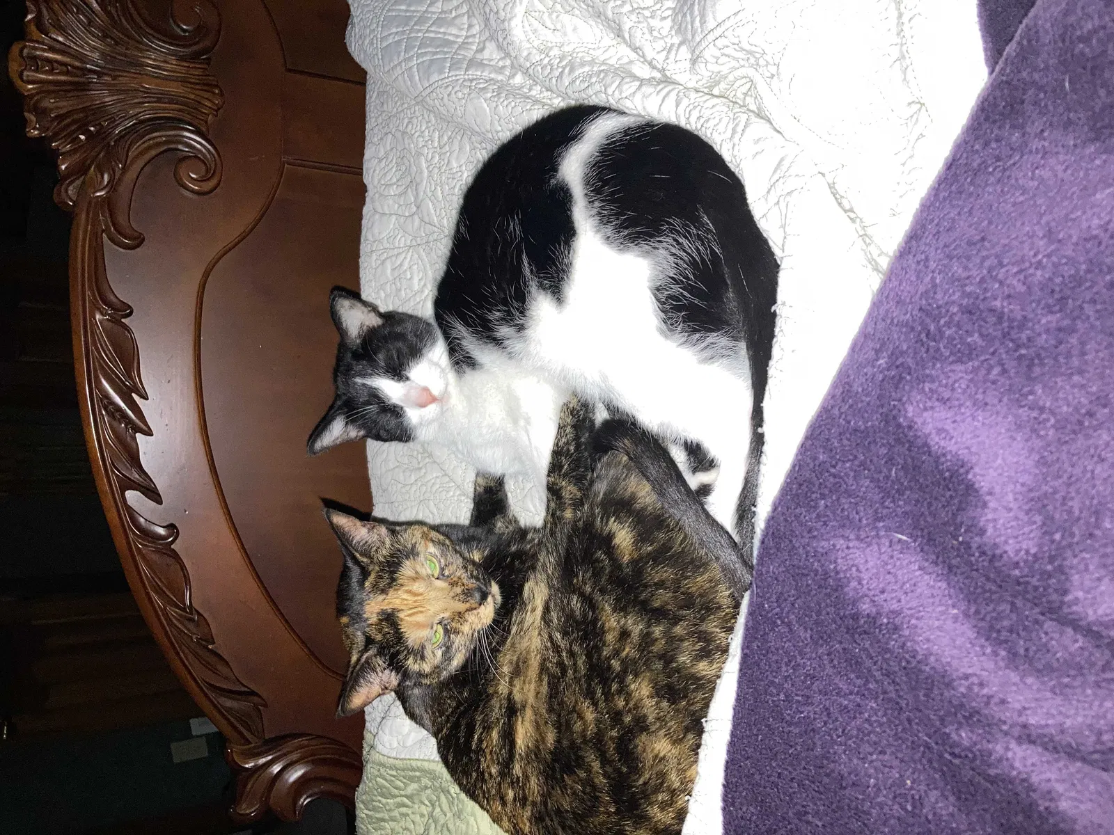 Lost cat in Cincinnati, OH, 45245