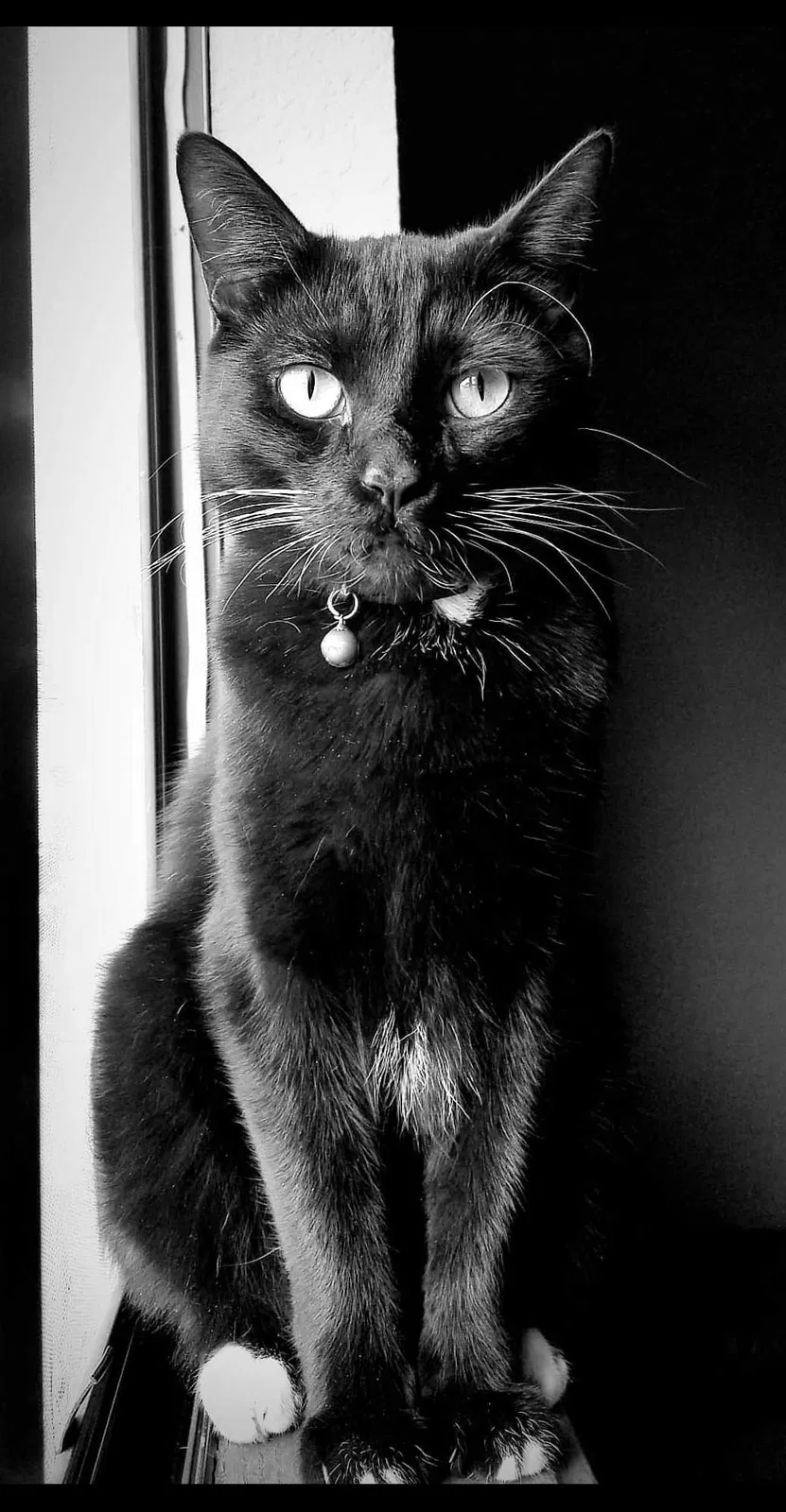 Lost cat in Victorville, CA, 92392