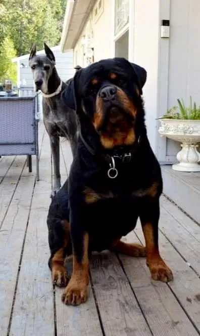 Lost dog in Pollock Pines, CA, 95726