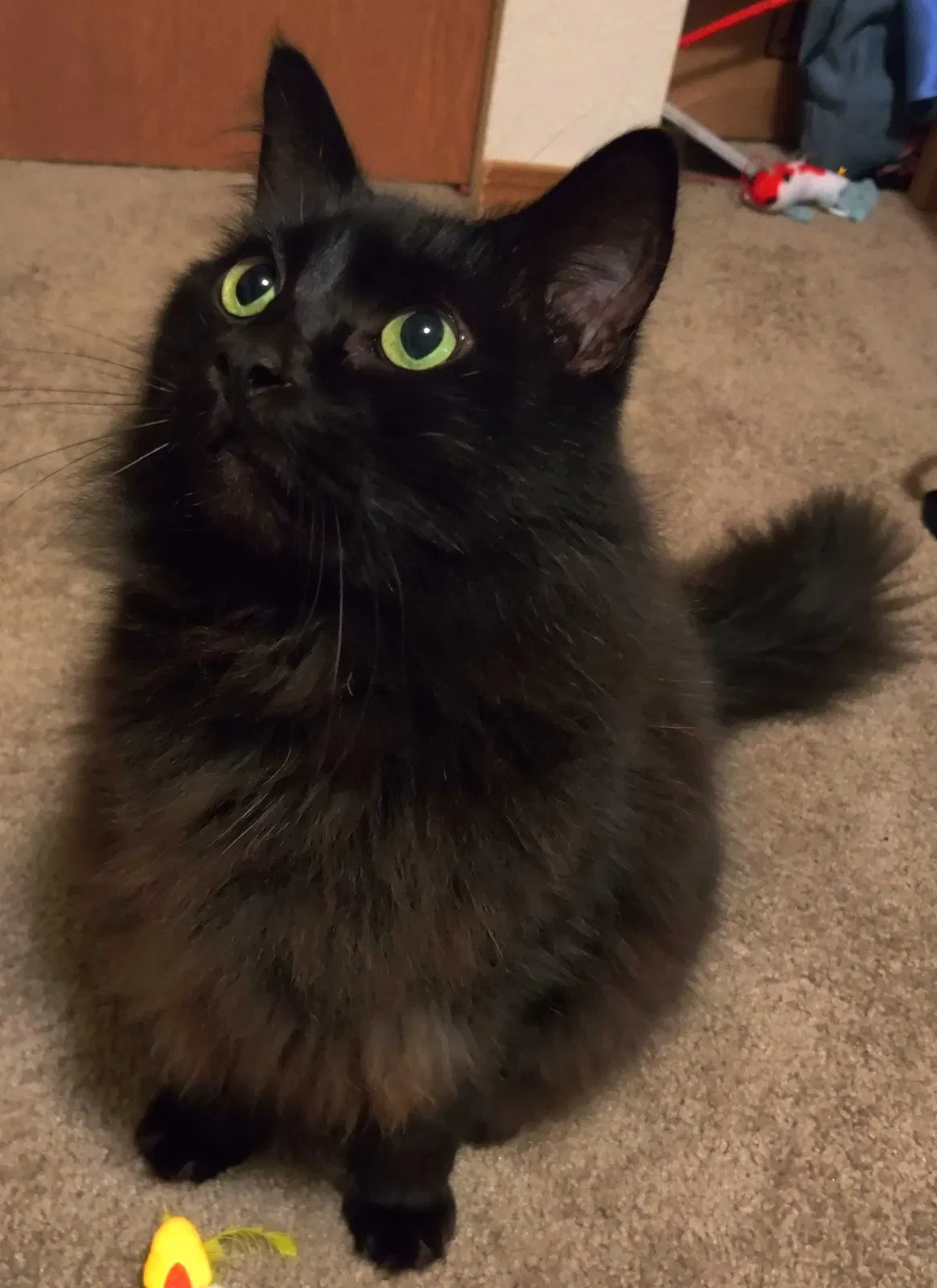 Lost cat in Portland, OR, 97233