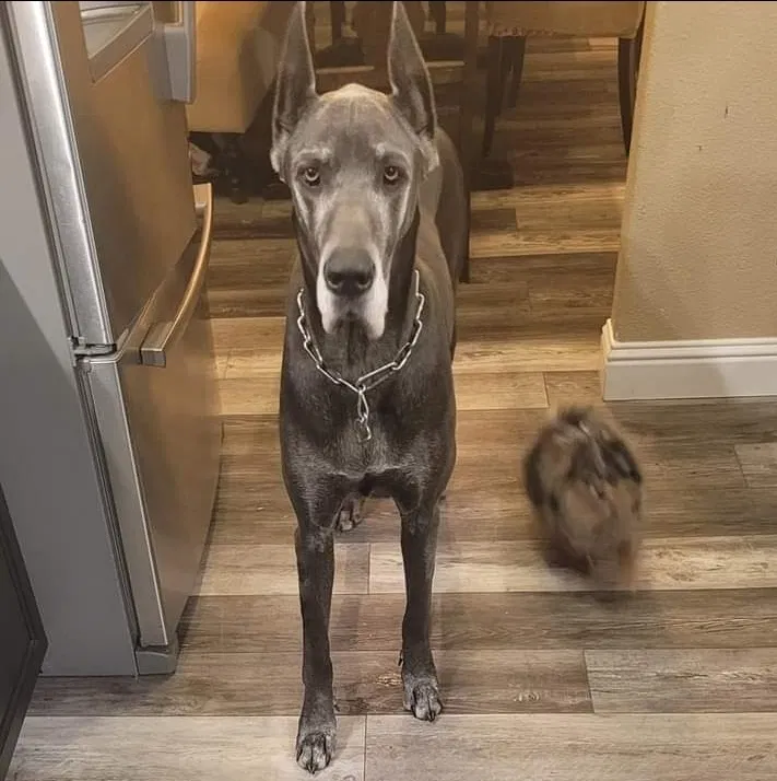Lost dog in Pollock Pines, CA, 95726
