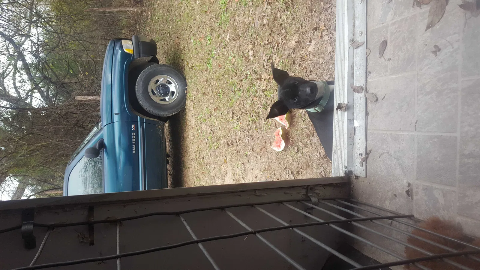 Lost dog in Athens, TX, 75752