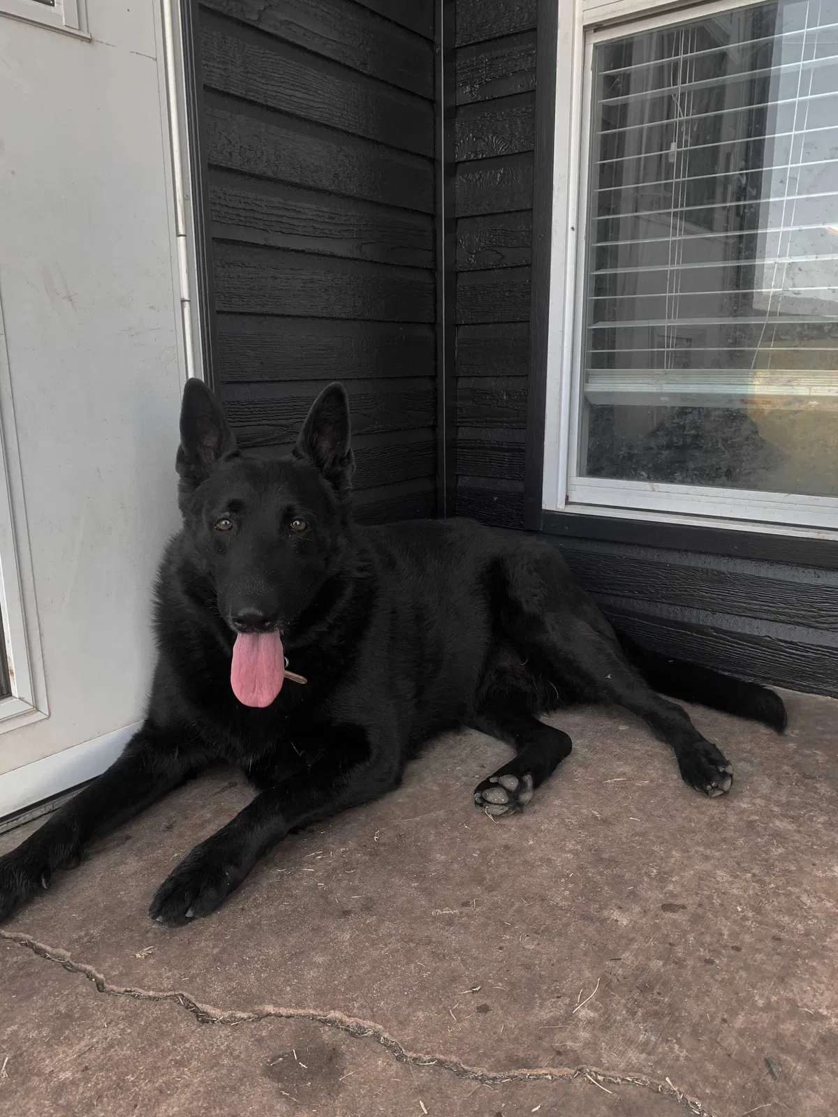 Lost dog in Oklahoma City, OK, 73135