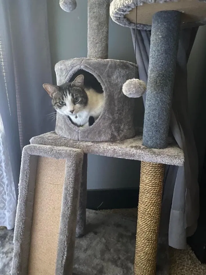 Lost cat in Owensboro, KY, 42303